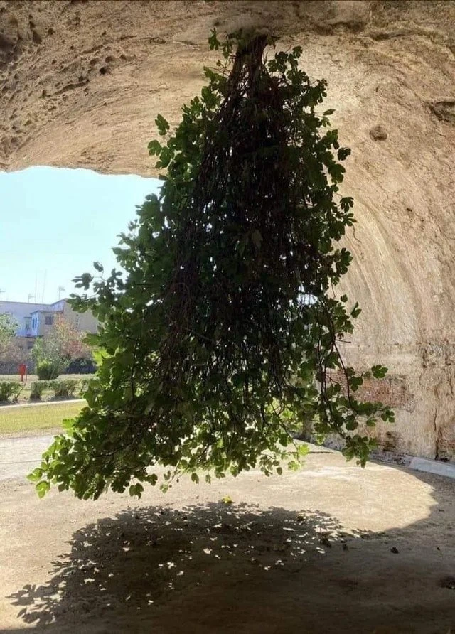 A Real Data Structure Tree