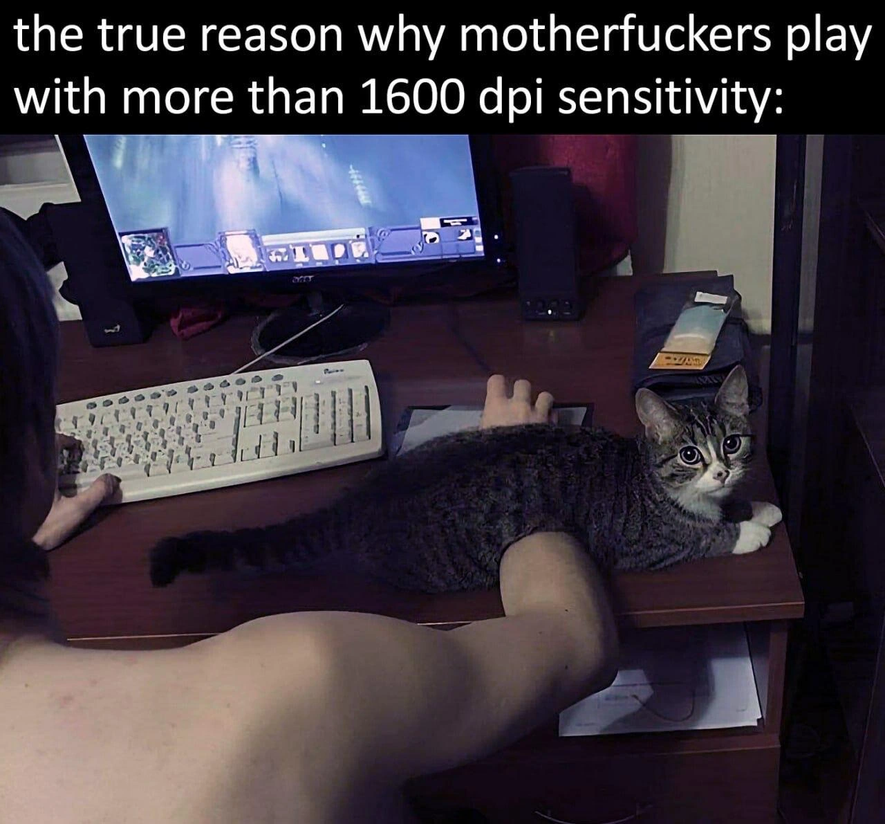 Cat Occupying Mouse Space Forces High DPI Gaming Sensitivity