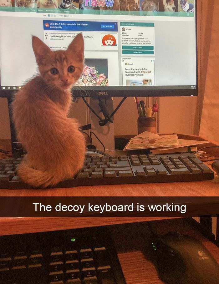 Developer Deploys Decoy Keyboard to Thwart Feline Interrupts