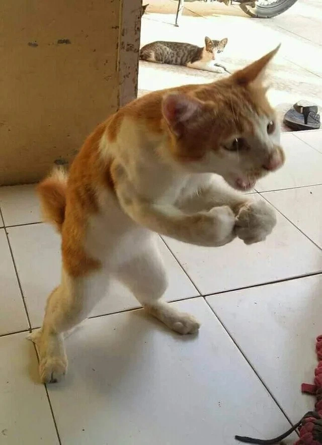 Fighting The Pesky Bug