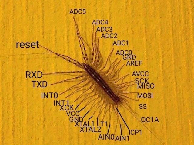 House Centipede Annotated as an ATmega Microcontroller Pinout