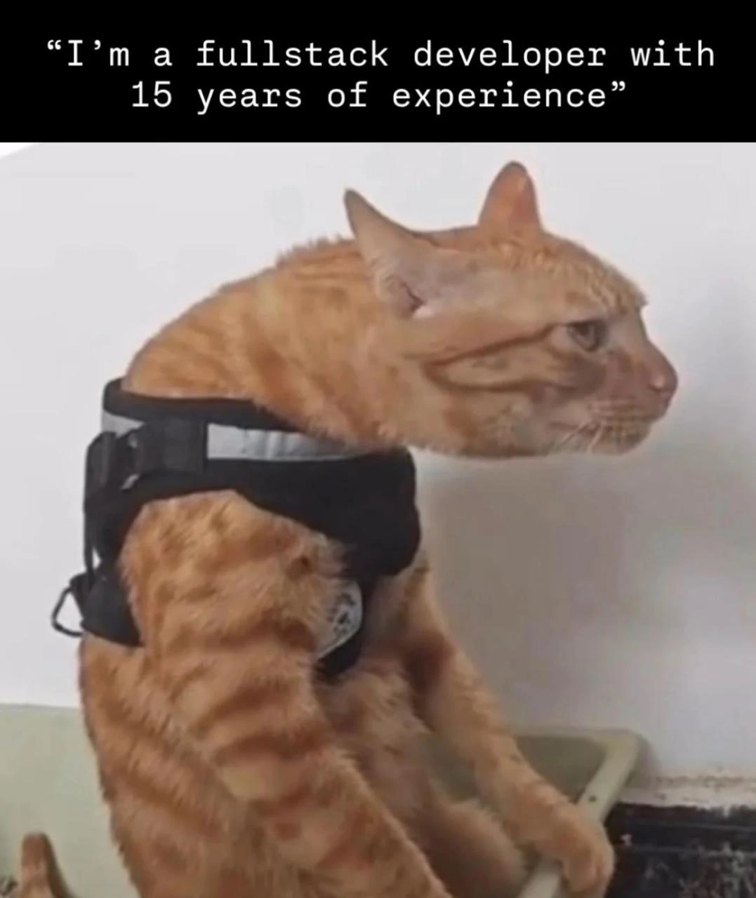 I'm a Fullstack Developer With 15 Years of Experience