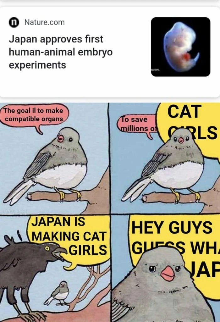 Bird meme lampoons tech hype: human-animal embryo research becomes “Japan is making catgirls”