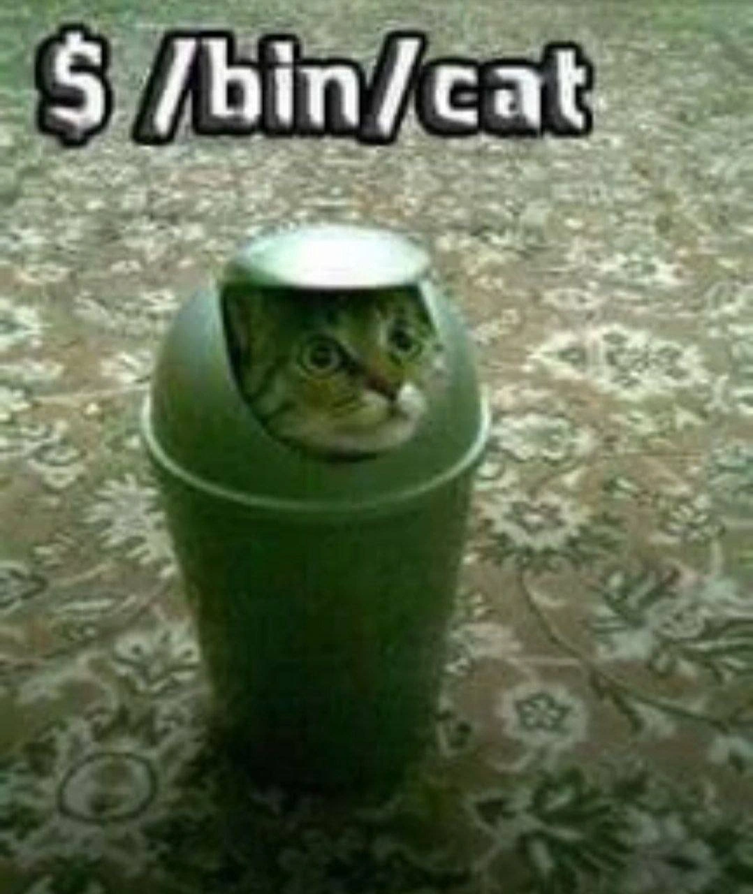 Literal Unix: A Cat in /bin