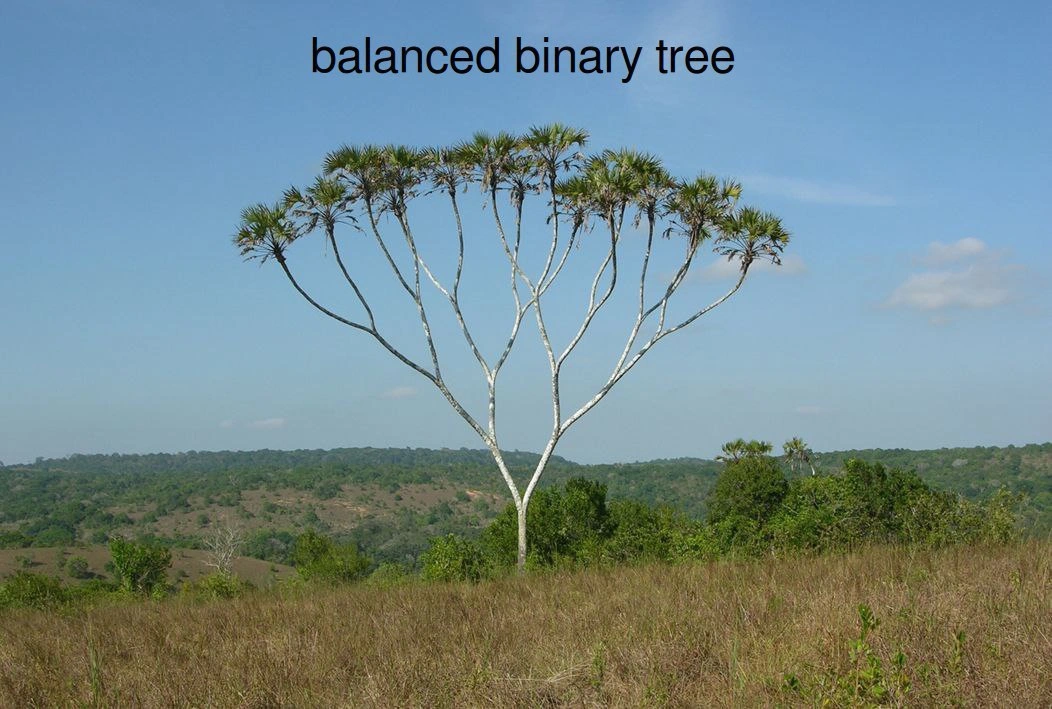 A Wild Balanced Binary Tree Appears