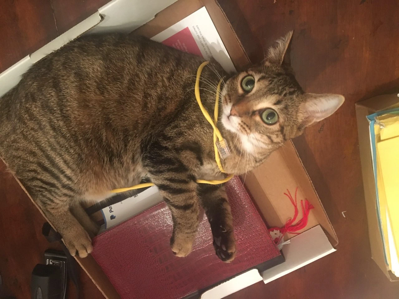 Introducing the new CAT 9 network standard