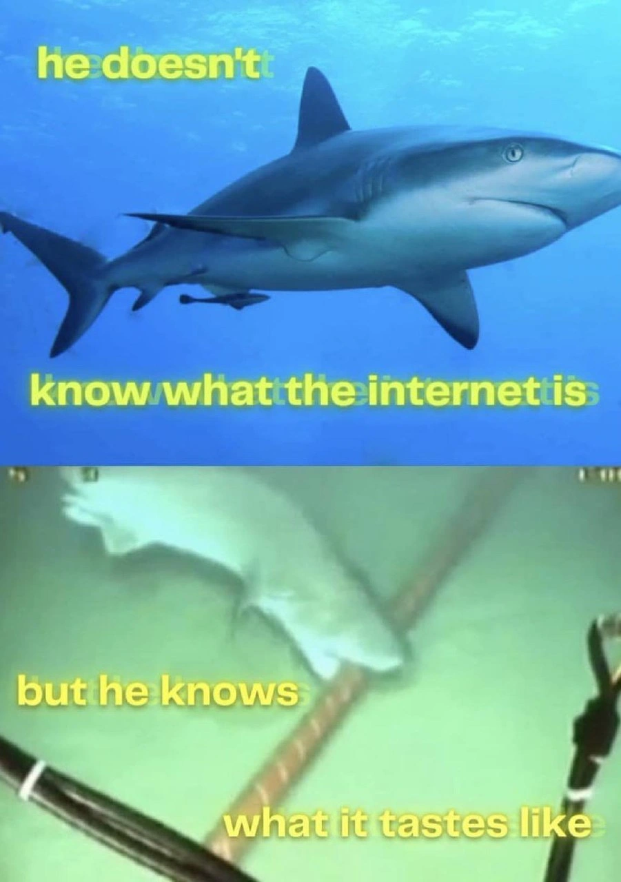 Shark Doesn't Know What the Internet Is But Knows What It Tastes Like