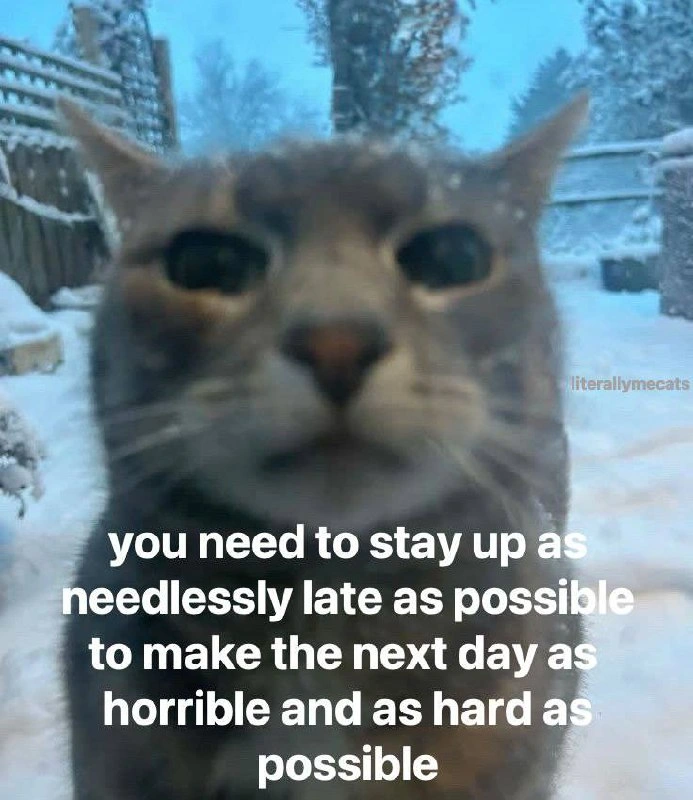 Cat Convinces You To Stay Up Late And Ruin Tomorrow